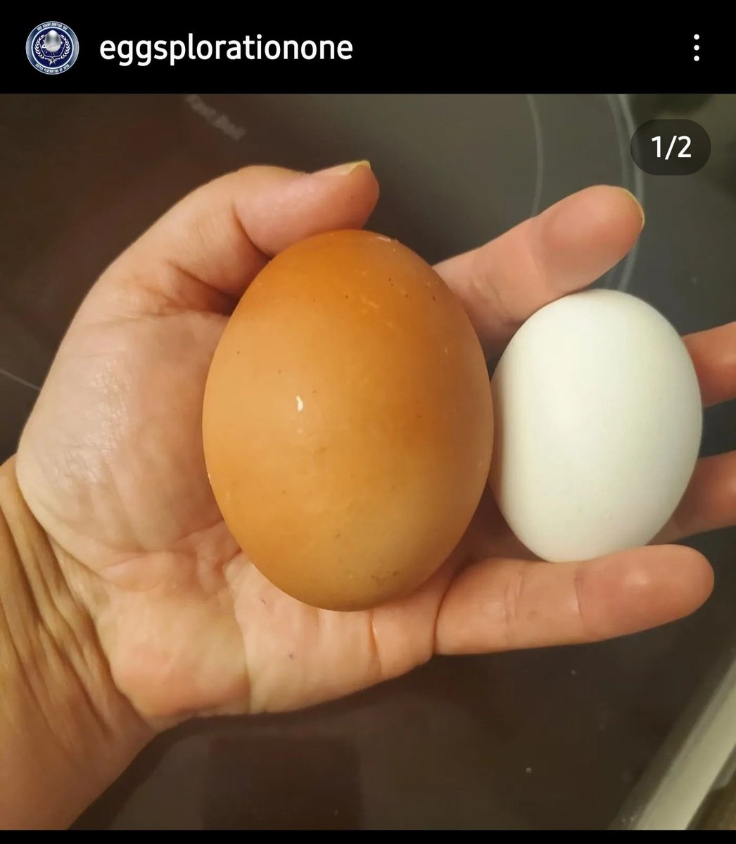 Miss_Ruthless31's tweet photo. Ever seen a double egg??? First pic is next to a regular egg
Poor Jadzia-Dax must have been in pain but it was an egg in an egg #doubleegg #weirdnature #urbanhen #backyardchickens #cluck #yeg #edmonton #Albertachickens #weirdeggs https://t.co/W8lkCYoMht