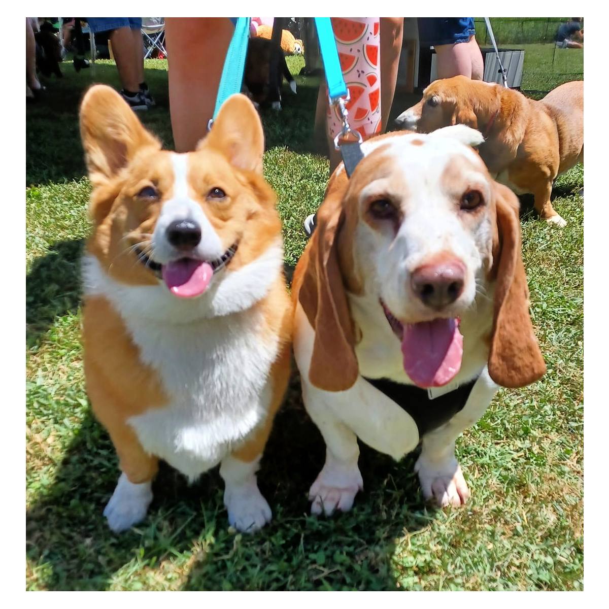 LilMonkeysHndmd's tweet photo. Quite a busy weekend! Me and Mel went to Slobberfest (a basset gathering) with my boss lady and Copper (Mel's best friend) and I also managed to get some tag orders finished! https://t.co/C0na2GiD36