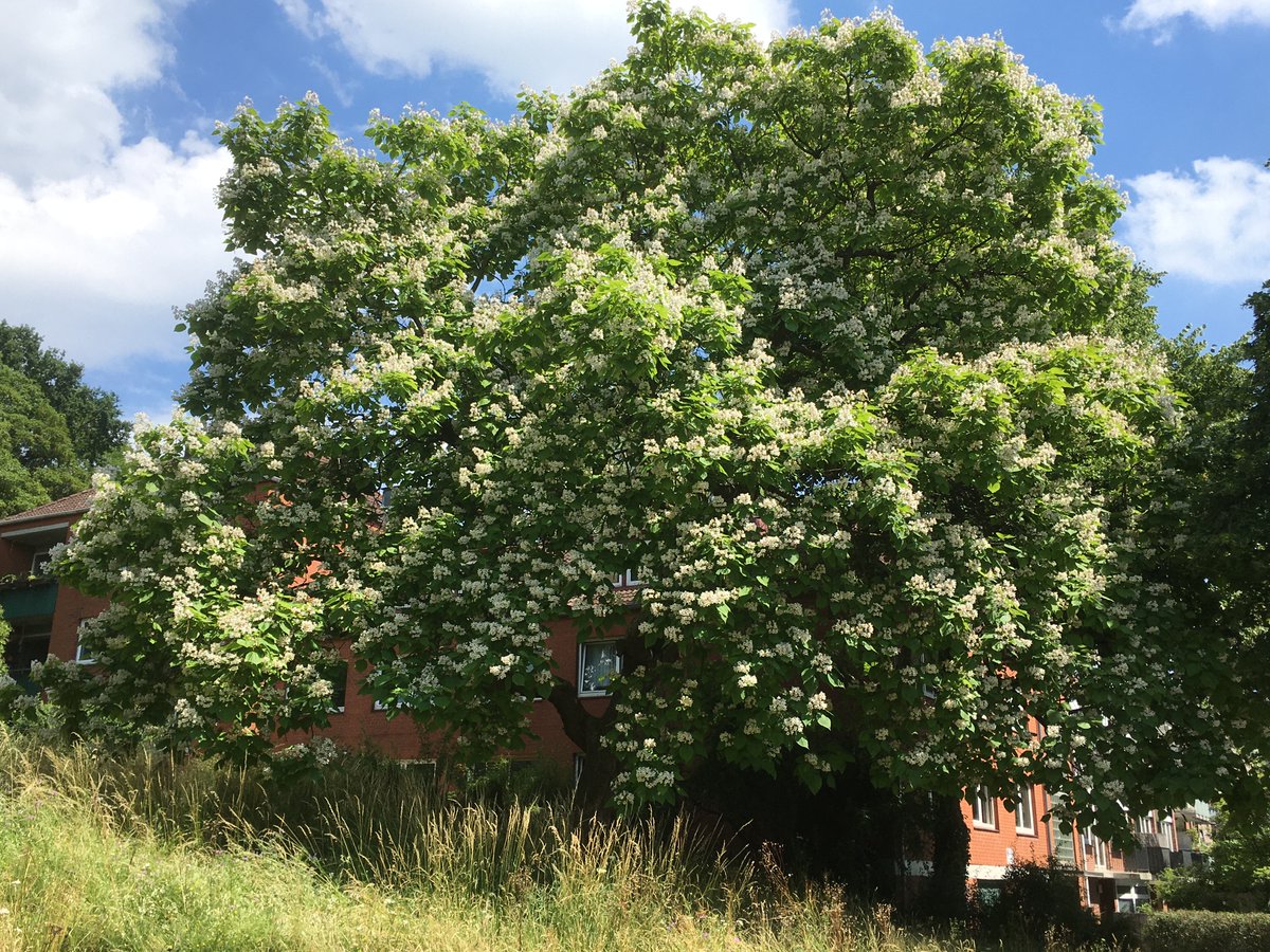 PL_wisdomcanSOS's tweet photo. Liebe #Baumfreunde &amp; Followers, hier die Auflösung meines #Rätsels... anscheinend nur @Fanny_Lautlos hat's gewusst:👏Glückwunsch🍀💐🍀Ein #Trompetenbaum (Catalpa bignonioides). Seine Heimat ist das südöstliche Nordamerika und er gedeiht auf feuchten, nährstoffreichen Auenböden.🥰 https://t.co/fOKkGK7zUQ