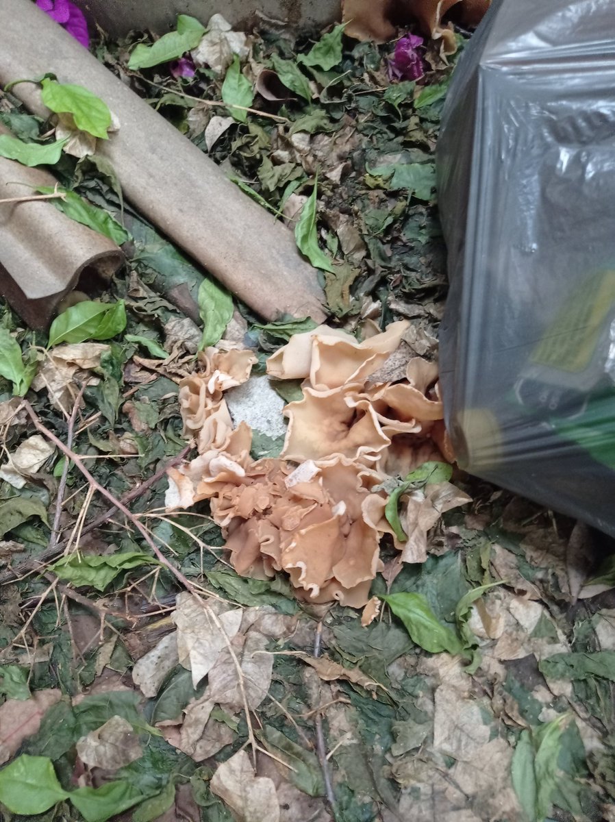 gomedd99's tweet photo. Hola @Fungi_Cosas estaba limpiando casa y me encontré este hongo, es peligroso ?? https://t.co/z5gtGp3joy