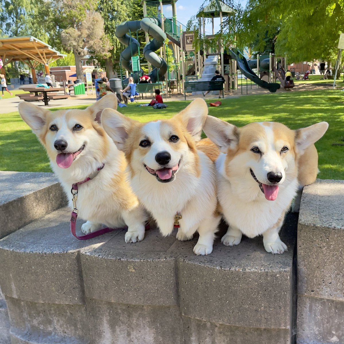 SmilingCorgi's tweet image. We LOVE being in the park with kids!
#CorgiCrew