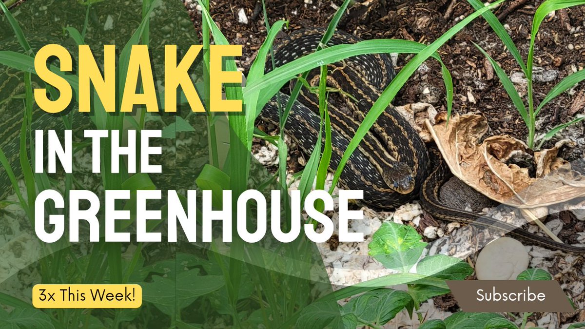 New YouTube video youtu.be/TxdbRvq7p3w featuring the snake that's been hanging out in my greenhouse this week. Check it out! What should we name it? #Snake #reptile #greenhouse #GardeningTwitter #garden #permaculture
