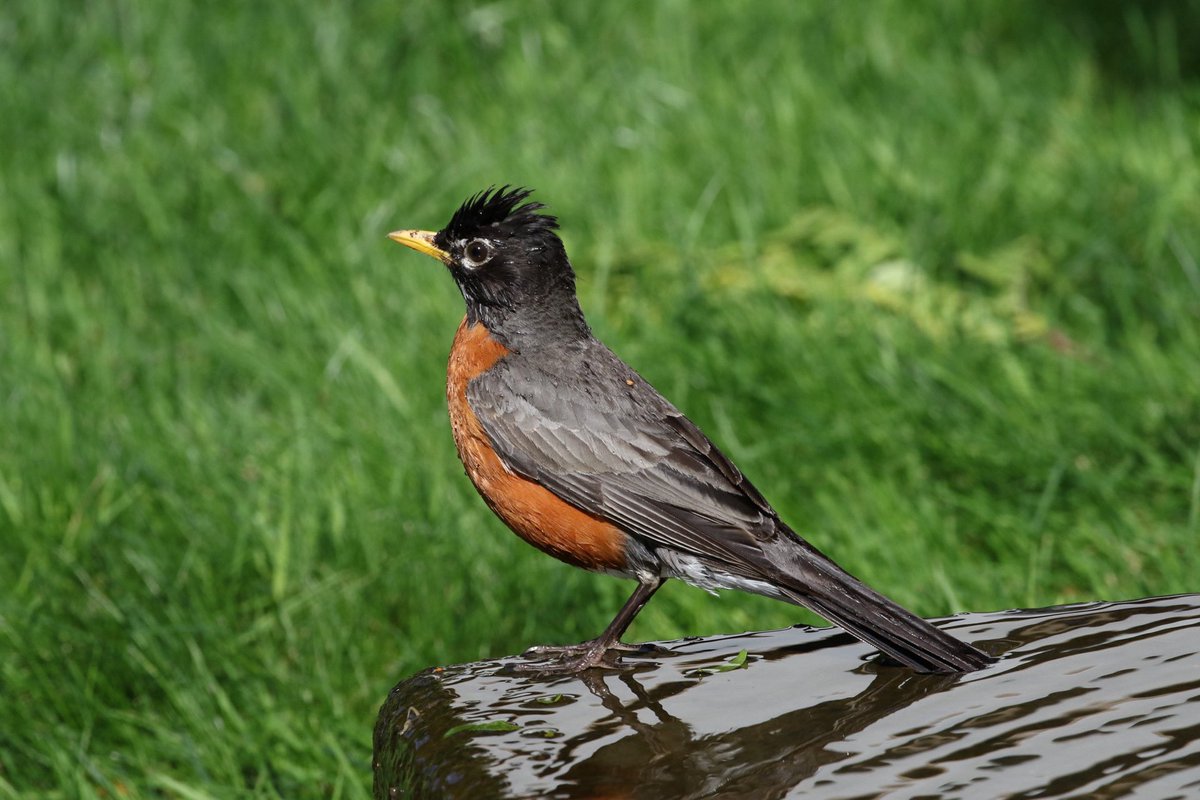 kyle_odonnell_'s tweet photo. Robin
#photography #nature #wildlife #naturephotography #wildlifephotography #twitternaturecommunity
#birds #birdphotography #birdsofboston https://t.co/pZAfu4MEr7