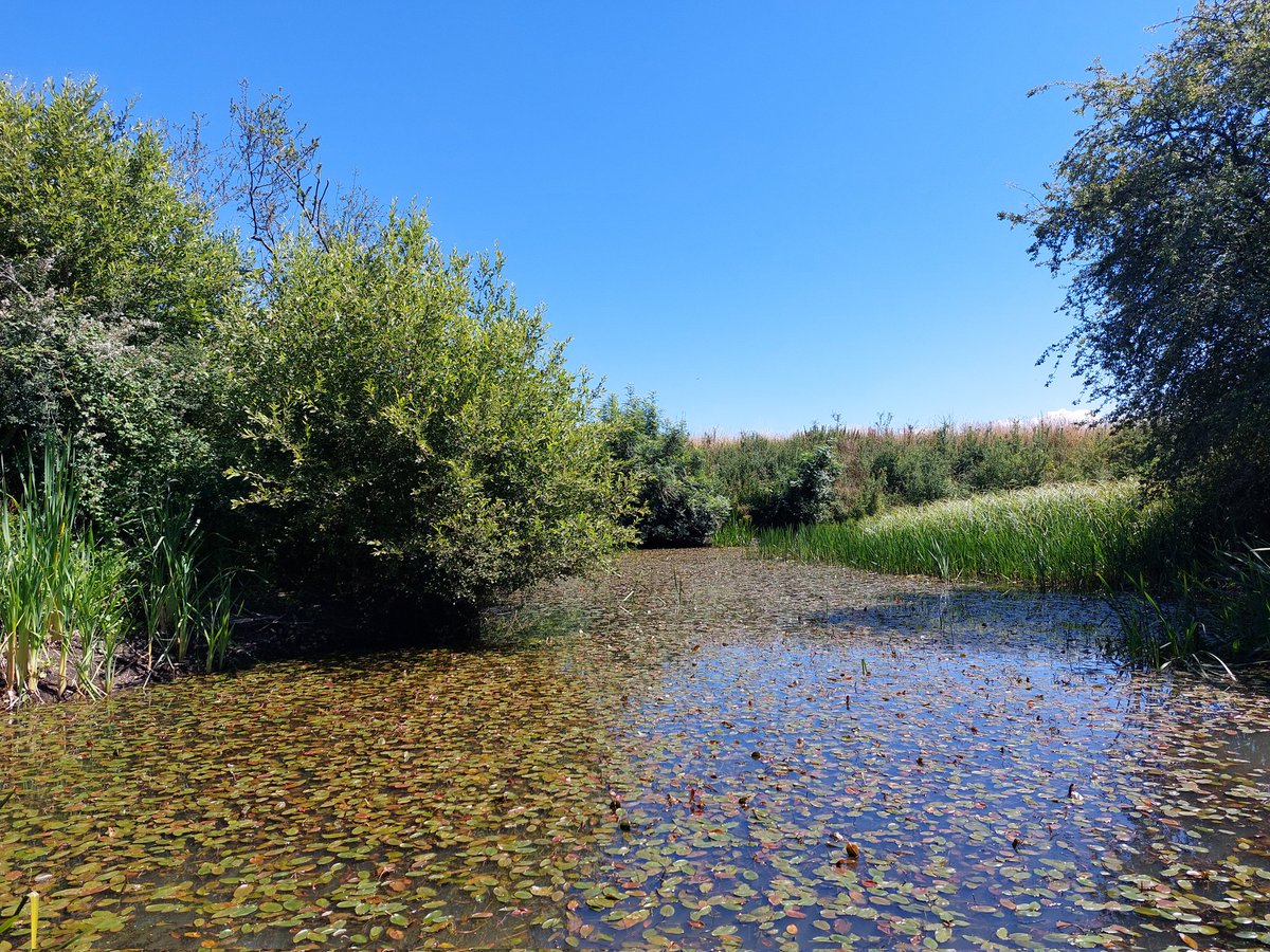 norfolkponds's tweet photo. A freshwater sea full of pondweed. The most vital place for every living creature in a heatwave. Ponds are by far the **most important farmland habitat**. We need to treasure them like nothing else @NaturalEngland @DefraNature @Natures_Voice https://t.co/Ith8OSHe0z