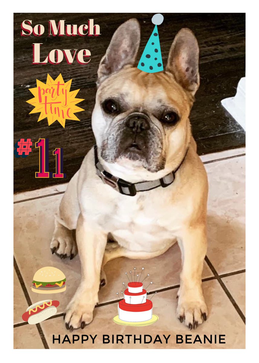 TaraSutphen's tweet photo. Happy Birthday Beanie #11 today, he sends kisses to all his human and puppy pals #recentphoto #bentleybean #beanie #lovelovelove #happybirthday #frenchbulldog #appleofhismommyseye https://t.co/JevtKUXGMq