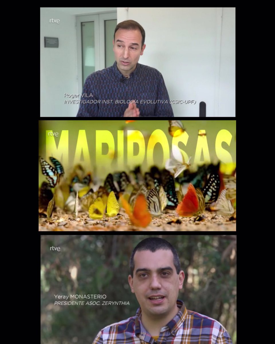 henaresxelclima's tweet photo. Excelente programa 📹 de la bióloga @maresdeevelyn para @QueAnimalTVE en @la2_tve dedicado a las mariposas 🦋:
- aprenderás sobre su iridiscencia.
- descubrirás qué mariposa es la más viajera 🧳 en España (#cardera #vanessacardui)
(1/3)
#sospolinizadores https://t.co/zpjcvmGNPr
