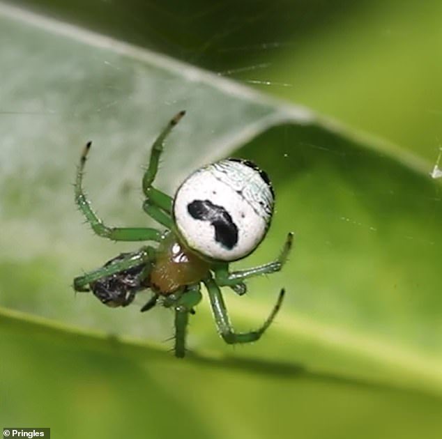 TheNorskaPaul's tweet photo. The kidney garden spider is spitting image of #Pringles mascot.
The chip makers want the spider’s name changed to the #PringlesSpider not its official name established in 1886.
Pringles launched a petition to the International Society of Arachnology to change it, jeez😆🙈 https://t.co/rwej9ERmIz