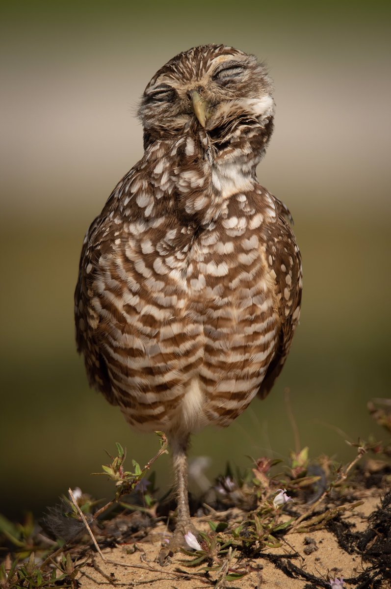 birdcrazed6's tweet photo. Ever see an owl smile before?

Now ya have!
Burrowing Owl happily preening her feathers. https://t.co/8rwOQ6Q746