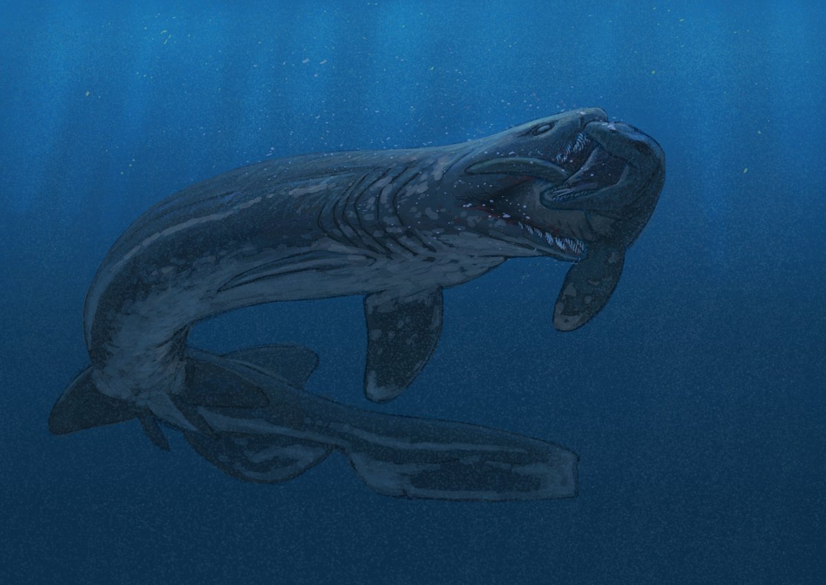 JoschuaKnuppe's tweet photo. Results from the #Paleostream 
Tiarajudens, Rolfodon, Siats and Ampelomeryx https://t.co/hwLfrIwtNh