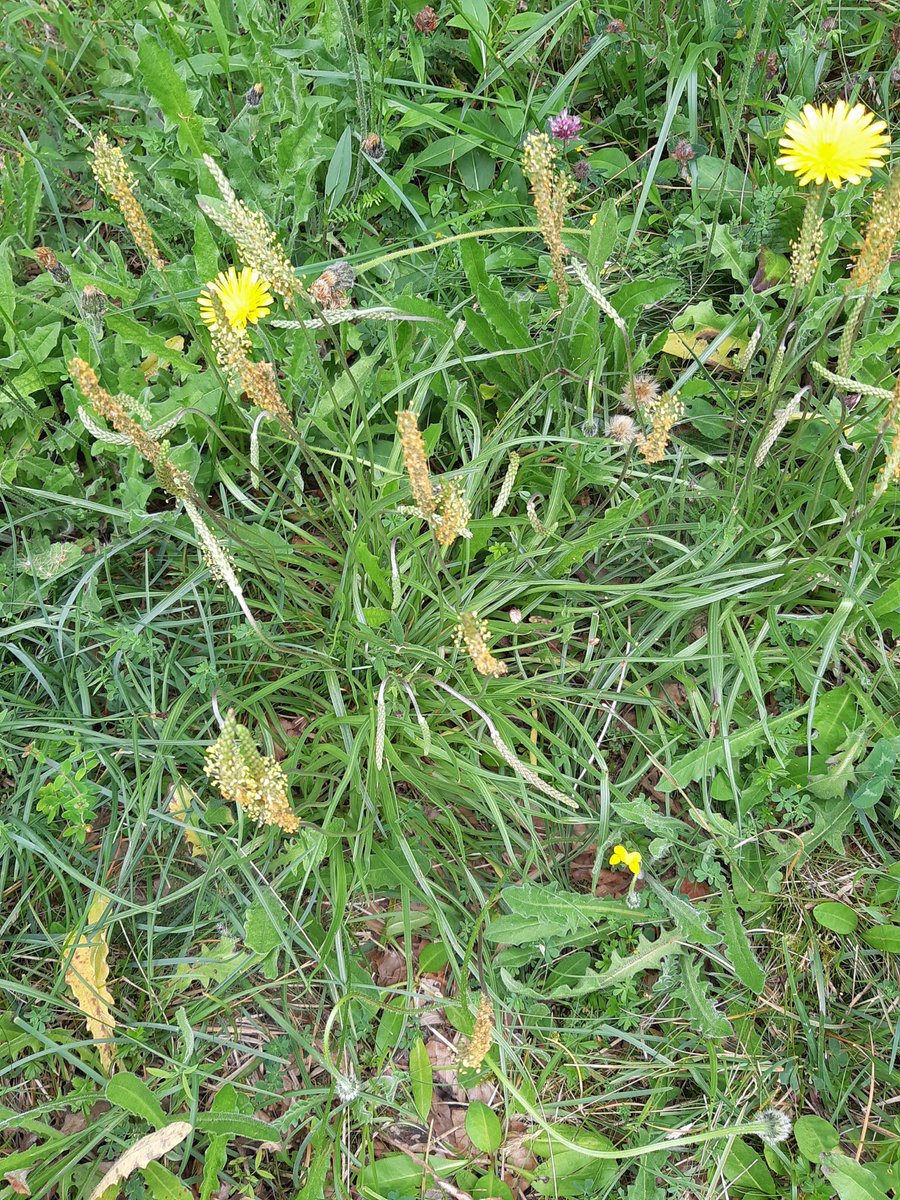 GatherOnlySeeds's tweet photo. #Bycatch from yesterday’s excellent #dragonflyIreland #BioDataCentre workshop on #LoughCarra for #wildflowerhour #wetlandplants
Scattered along the winter waterline, Buck’s Horn Plantain #PlantagoCoronopus. Bycatch quality image, but I believe first record for #SouthMayo https://t.co/YsEATTQ4VI