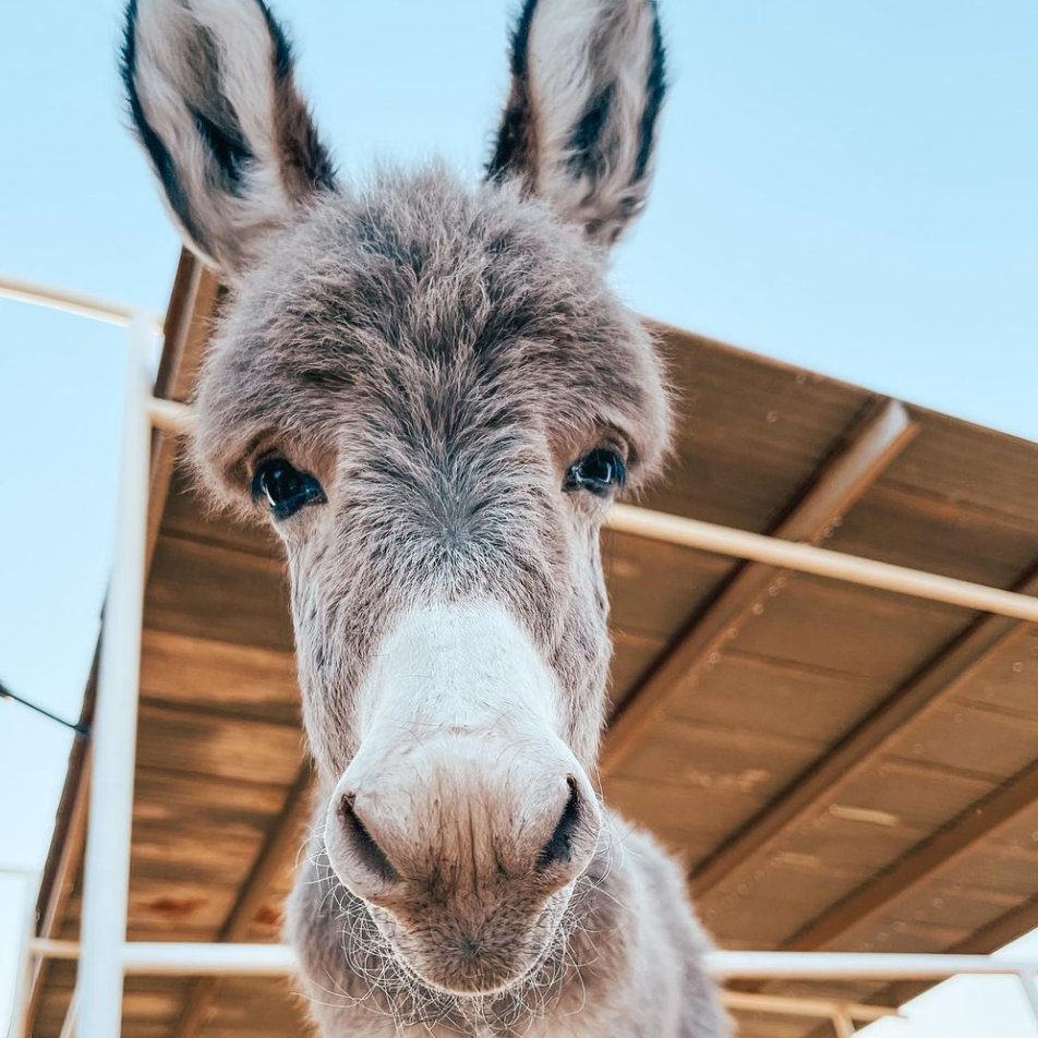 DonkeyoftheDay1's tweet photo. 📅 16th July 2022
🐴 Dolly
🏷️ Instagram/martinshomestead
💕 #animaloftheday https://t.co/MtAEbFROCh