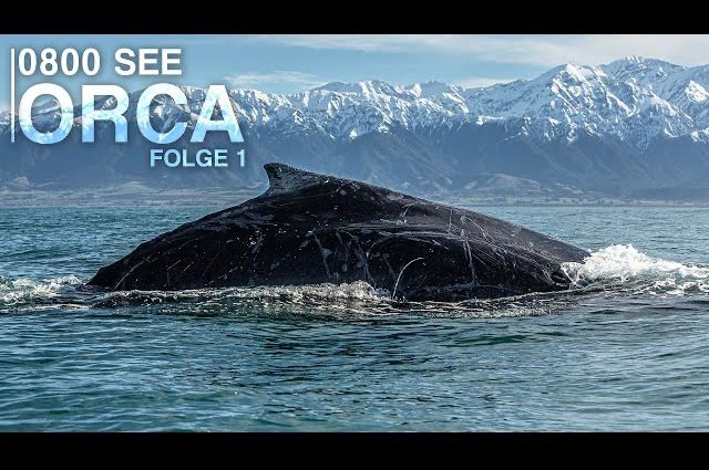 Dr Ingrid N. Visser (PhD) tweet media