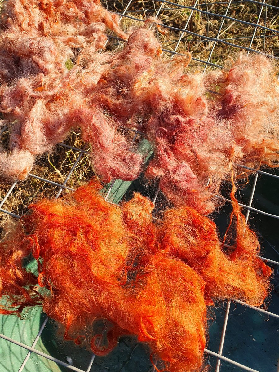 ShropshireWay's tweet photo. Same wool, same dye bath, such different shades...
It's all in the temperature.
#Madder with #Alun and #Iron
#Wool #Cotswold #Sheep https://t.co/qJkiFE1X4E
