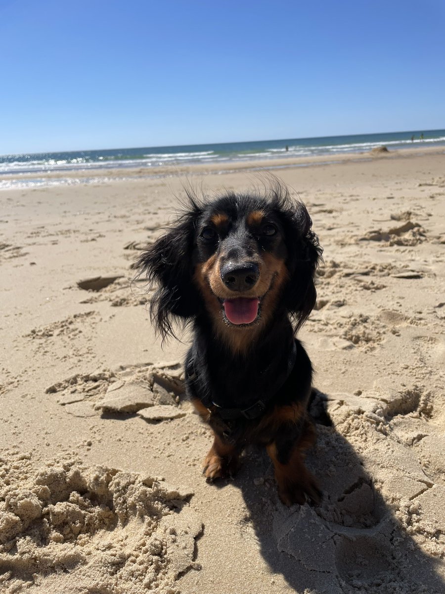 La première sortie plage de Raoul 
Regardez moi cet beauté