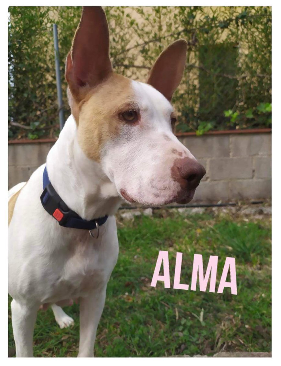 life4pitbulls's tweet photo. Esta preciosidad 😍 es ALMA,la mami rescatada de un vertedero de basura con sus 3 cachorros.
Es muuy cariñosa,suuper buena, sociable con machos y hembras y hasta reacciona bien con gatos… Pasea muy bien y es tranquila.Tiene 3️⃣ añitos.
Quieres darle un hogar a Alma!?🥰🙏 https://t.co/devSOxV5gy
