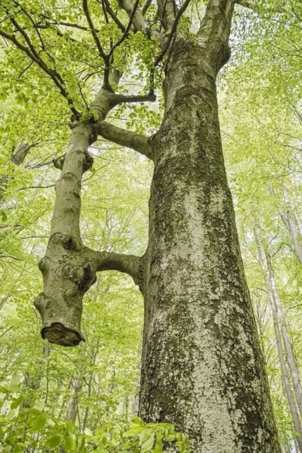 UtterlyInterest's tweet photo. There's a tree in Bükk National Park, Hungary that was cut down years ago. The big tree in the photo has been holding onto and feeding it ever since. They "wake up" together in the spring and "go to sleep" together in the autumn. https://t.co/3W9oW5pfSV