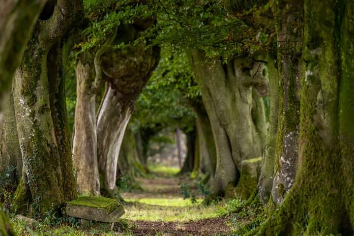 Mt_Briscoe's tweet image. RT pls

This could be your lucky day! A large booking canceled @ short notice. Hunting lodge (sleeps up to xx), bell tent (sleeps 3) &amp;amp; shepherd’s hut (sleeps 2) all free 

#VisitOffaly 
#glamping 
#IrelandsAncientEast 
#Ireland 
#airbnb 
#hoildays
@TourismIreland