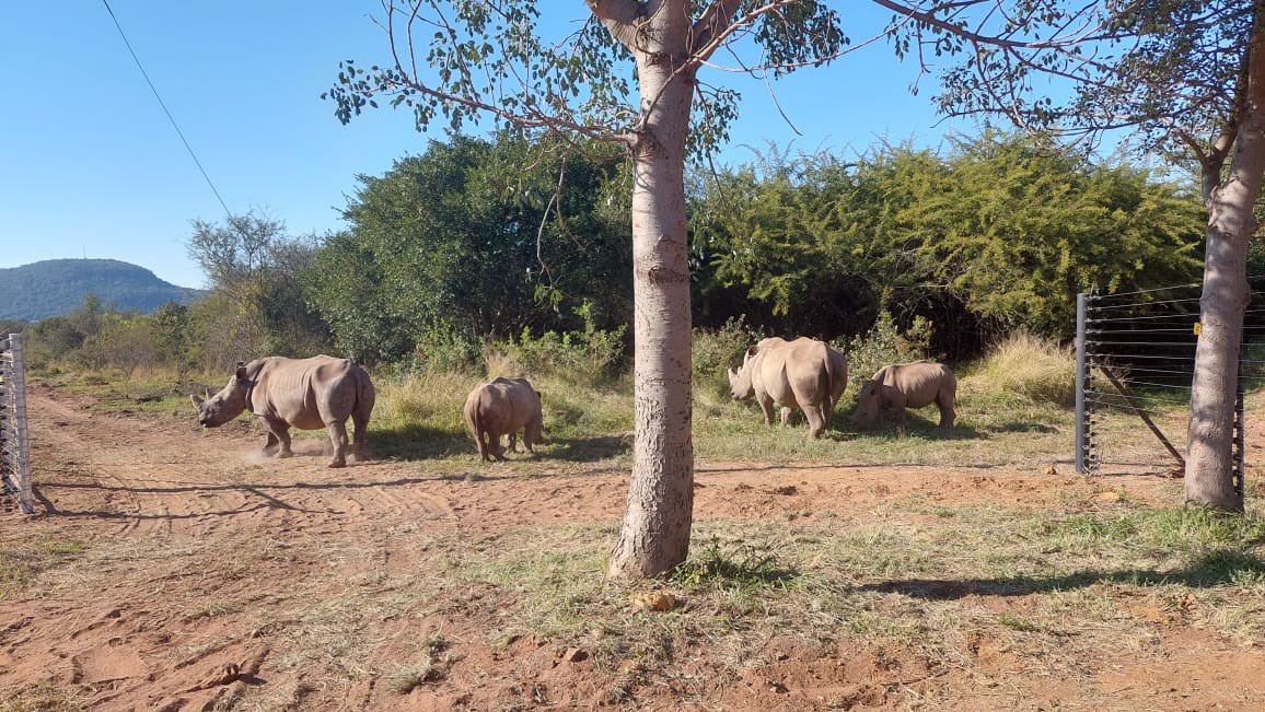 RhinoWorldNFT's tweet image. Pictures from the sanctuary with Warriors 4 Wildlife where we protect shelter and feed 80+ rhinos. Our project helps keep these guys off the list of extinct rhinos.

Discord and INSANE sneak peek coming this week. 

You ready? Tell your friends that want NFTs with a purpose.