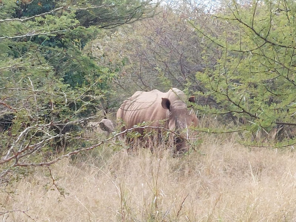 RhinoWorldNFT's tweet image. Pictures from the sanctuary with Warriors 4 Wildlife where we protect shelter and feed 80+ rhinos. Our project helps keep these guys off the list of extinct rhinos.

Discord and INSANE sneak peek coming this week. 

You ready? Tell your friends that want NFTs with a purpose.