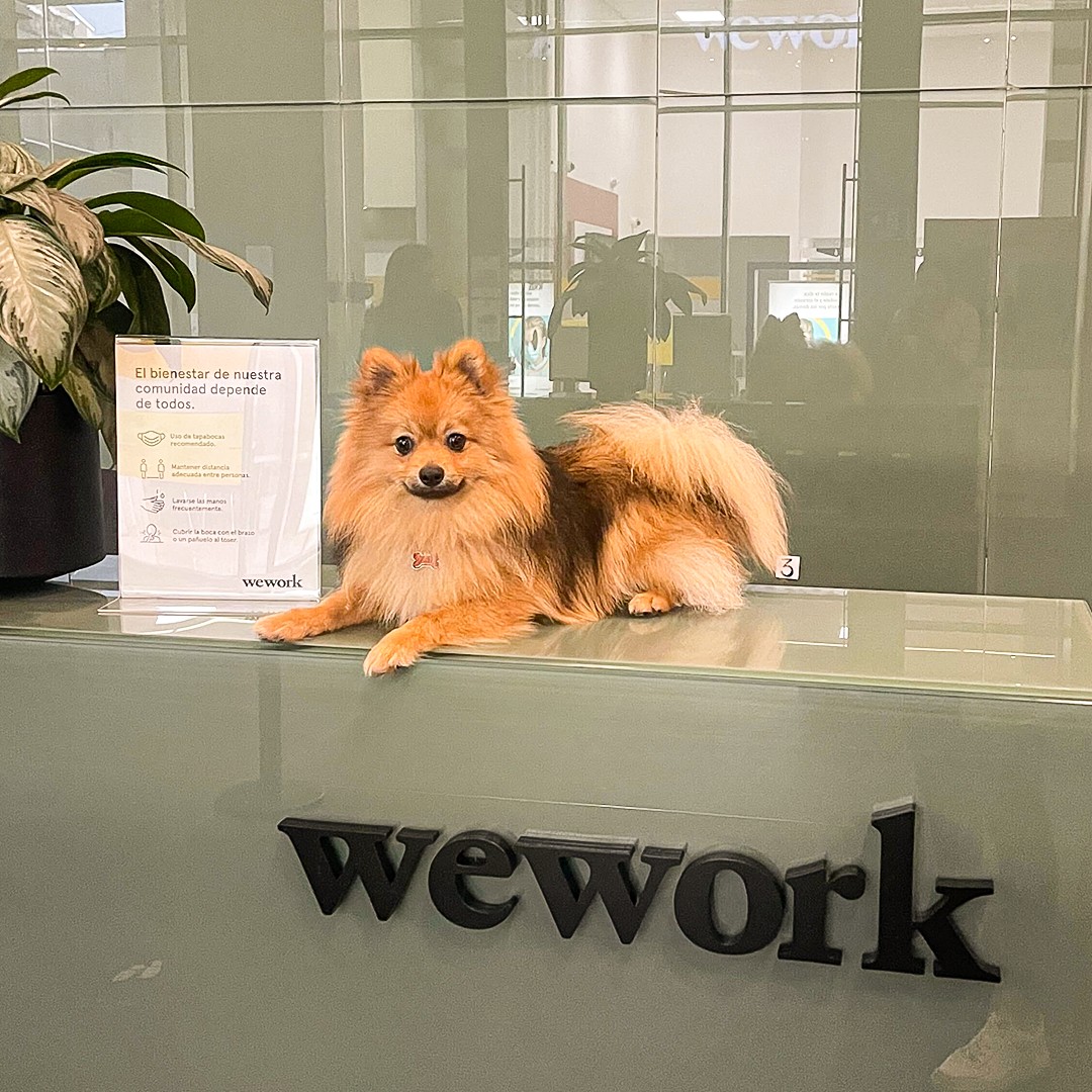 WeWork's tweet photo. When you know tomorrow Mom will be back to her Zooms, Sundays call for extra Zoomies. #dogsofwework https://t.co/6DeyMZbR4A