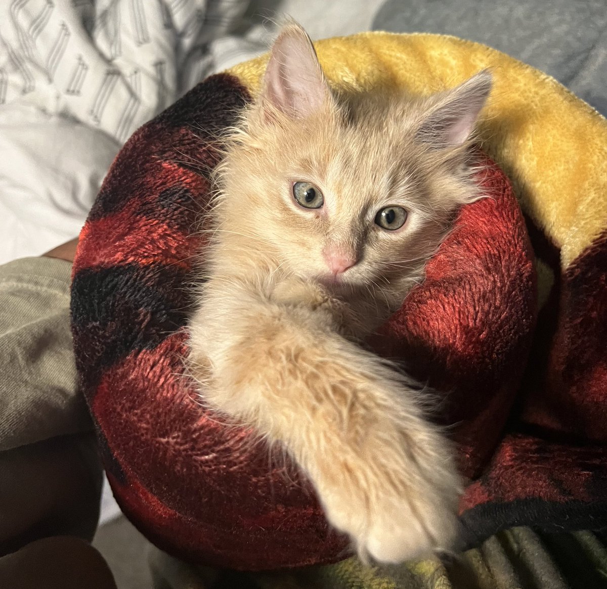 RealNysmoe's tweet photo. Purrito https://t.co/uS0eCd4hcN