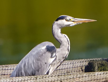 KFPhotographyuk's tweet photo. #heron #twitternaturecommunity @natures_voice #BirdsSeenIn2022 @bbccountryfile @BBCSpringwatch @bbcwildlifemag #brownmoss https://t.co/qF6W0NAEy7