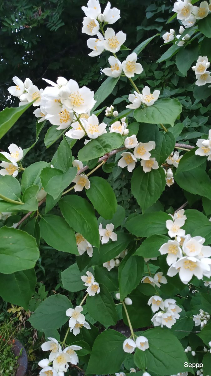 Paukkula's tweet photo. @LaihoKuutamo6 Nyt tuoksuu meidän pihajasmike #Tuomas, mutta kyllä syreenit tuoksui minun nenääni paremmalle ja ei tuon jasmikkeen luona ollut nyt kuin hyttysiä.
Rauhallista yötä! https://t.co/z4QamavZzT