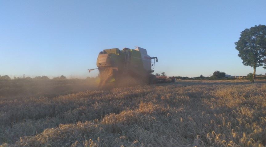 vinel_benoit's tweet photo. Fin de la #moisson2022 en cours pour le blé , qui partira pour la fabrication d'aliment du bétail . La paille sera pressée et servira de litière pour mes brebis . Rapidement , un couvert végétal sera implanté en #semidirect et sera paturé par les brebis . https://t.co/Sl4SPRiENV