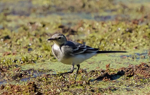 KFPhotographyuk's tweet photo. I think this is a #juvenile #piedwagtail #twitternaturecommunity @natures_voice #BirdsSeenIn2022 @bbccountryfile @BBCSpringwatch @bbcwildlifemag #brownmoss https://t.co/QA7CrTrscr