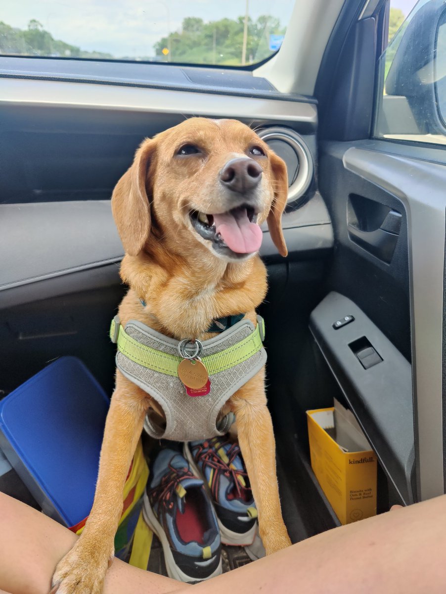 Mom and dad were gone ALL WEEKEND! But it's okay, they came and picked me up from my grandpa's and grandma's and now we're going home to nap and snacks!