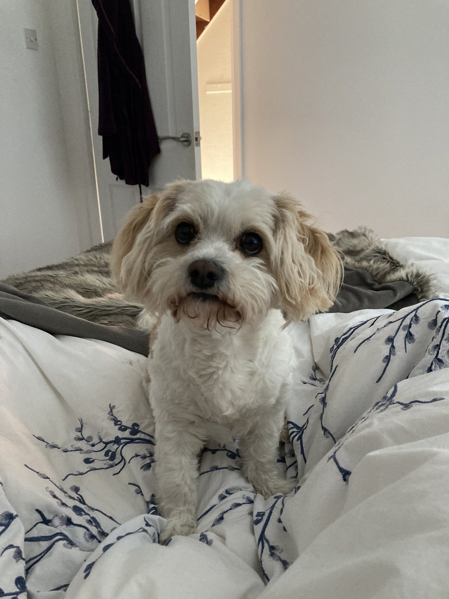 EdgesJoanne's tweet photo. @ClodaghLRice Same here and had to cancel holiday. Nurse Simba helped! Get well soon https://t.co/YAtDinBmub
