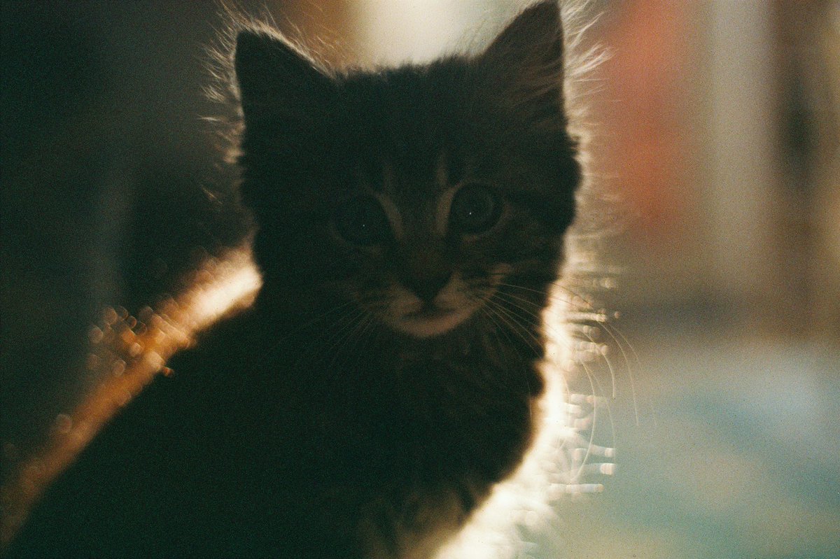 nickpage's tweet image. Backlit Kitten. Taken with an Olympus OM10 and Kodak Gold film. #filmphotography #istillshootfilm #CatsOnTwitter