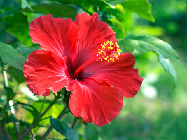 はる 笑顔は無敵 Rt多めな人 お はようございます 今日の花は ハイビスカス 花言葉は 繊細な美 新しい恋 夏にピッタリな花です 夏を楽しもう 素敵な一日をお過ごしください 今週もよろしくお願いいたします たけうちーむ おは戦