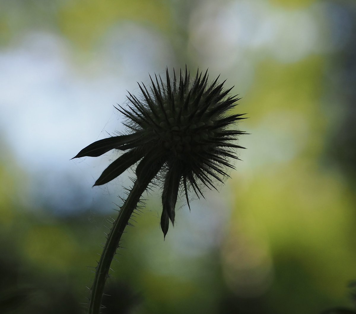 annasalty's tweet photo. A few #WetlandPlants from the water meadows and fringes down my way in BuryStEdmunds. Small Teasel, Marsh Woundwort and a Water Figwort. @BuryLung #wildflowerhour https://t.co/N32IaI9hAz