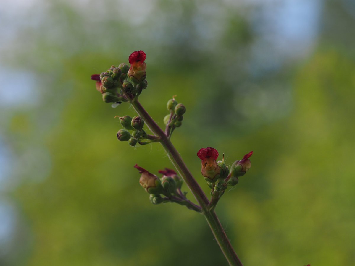 annasalty's tweet photo. A few #WetlandPlants from the water meadows and fringes down my way in BuryStEdmunds. Small Teasel, Marsh Woundwort and a Water Figwort. @BuryLung #wildflowerhour https://t.co/N32IaI9hAz