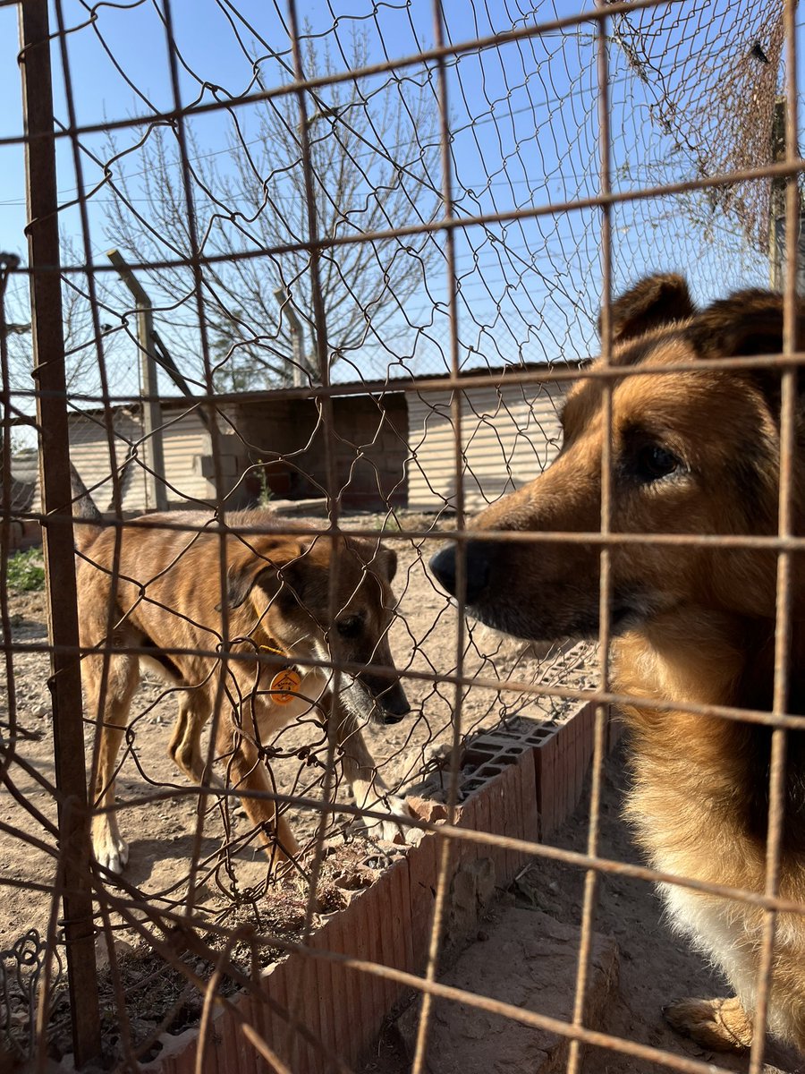 El segundo choque que sufrió Ulises lo dejó sin caminar. La familia al no poder afrontar gastos ni tiempo para cuidarlo, lo abandonó. Él es muy activo y tiene muchas ganas de vivir, lo llevamos al predio de <a href="/amigofiel_asoc/">Amigo Fiel</a> hoy probó por primera vez un carrito…