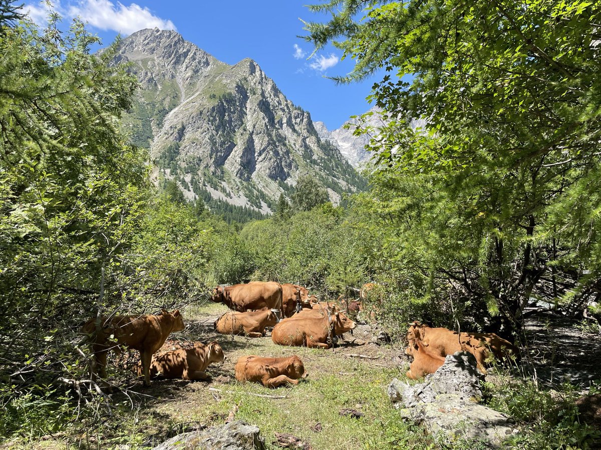 LockettRichard's tweet photo. En retour from a wee holiday in the Écrins National Park, French Alps. An extraordinarily diverse place. Wildflower filled meadows and woods, low intensity pastoral farming, alpine peaks, large carnivores….the works. https://t.co/eZkl6ARGpu