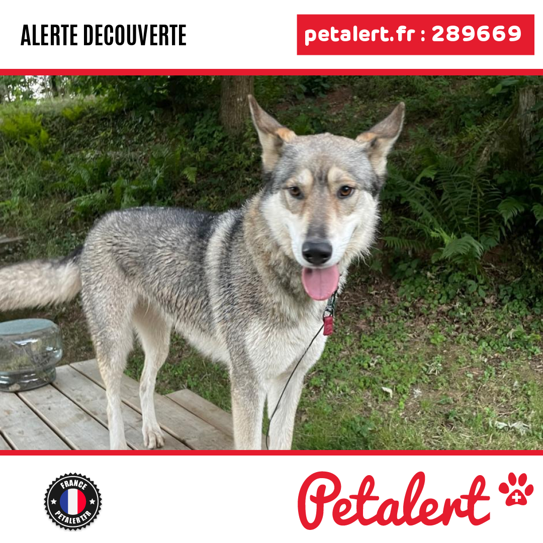 petalert_france's tweet photo. Trouvé #Chien #TerritoireDeBelfort #Chaux #Petalert #PetAlert90 / https://t.co/6jEo09WgxD https://t.co/XGmX5KAb5F