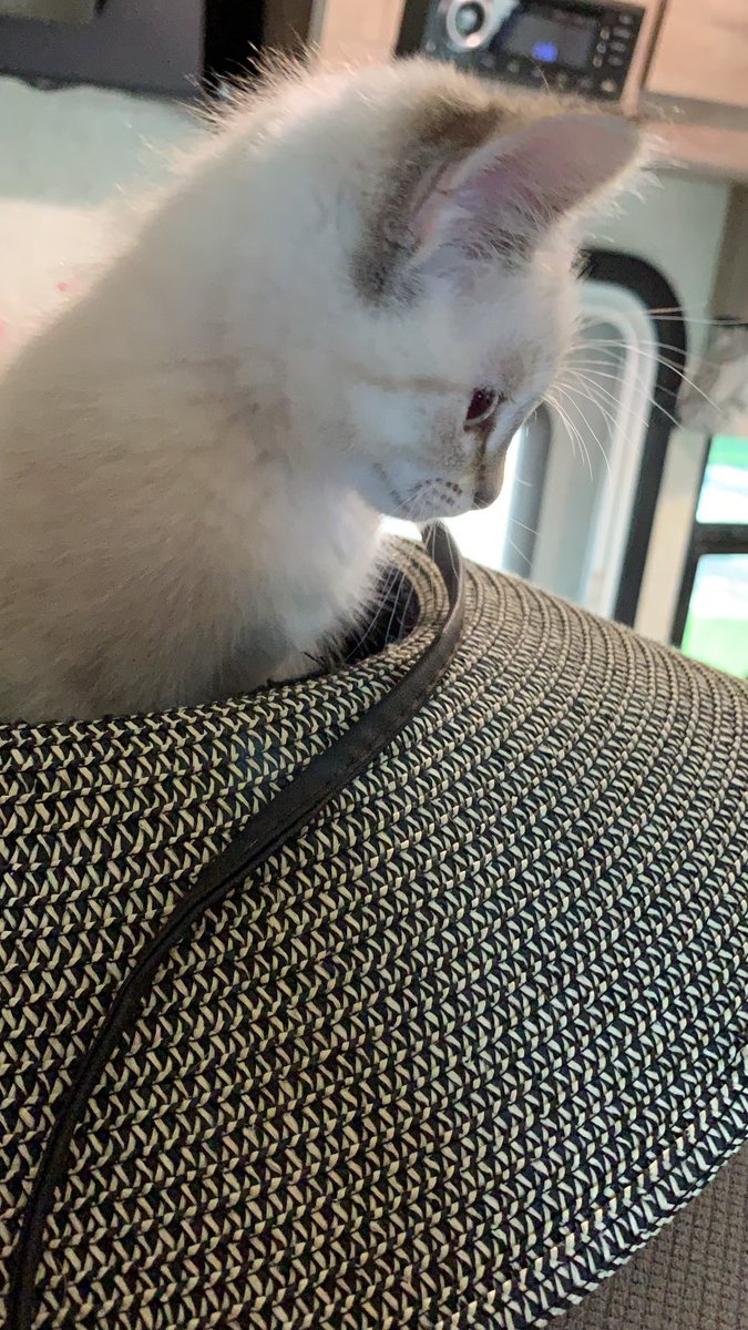 mpersandy's tweet image. Timeline cleanser, @HoneybadgerLA &amp;amp; @Brandi_NE:

June 15, 2021 vs July 10, 2022

#jazzyb #catunday #samehat #samecat