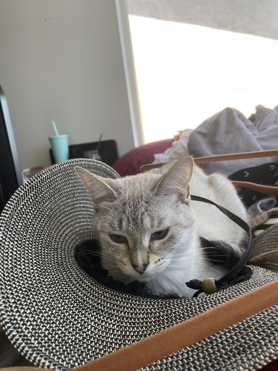 mpersandy's tweet image. Timeline cleanser, @HoneybadgerLA &amp;amp; @Brandi_NE:

June 15, 2021 vs July 10, 2022

#jazzyb #catunday #samehat #samecat