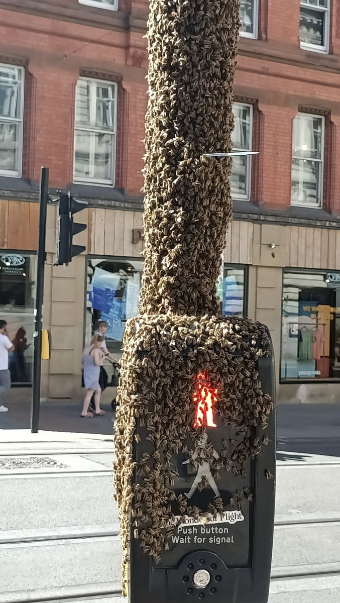 The bees are taking back Manchester! 

#ManchesterBee