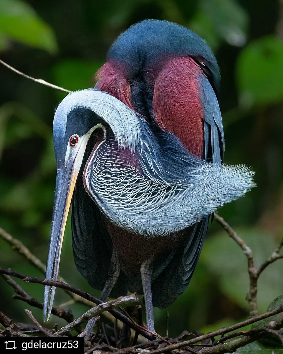 adoptabosque's tweet photo. La Garza Agami (Agamia agami) es sin duda una de las garzas más hermosas de la región de Centro y Suramérica, especialmente en su plumaje reproductivo.

Gracias a Gilberto de la Cruz #GDelacruz53 por compartir estas imágenes de esta esquiva Garza.
#AvesADOPTA https://t.co/ORUFQyYlv8