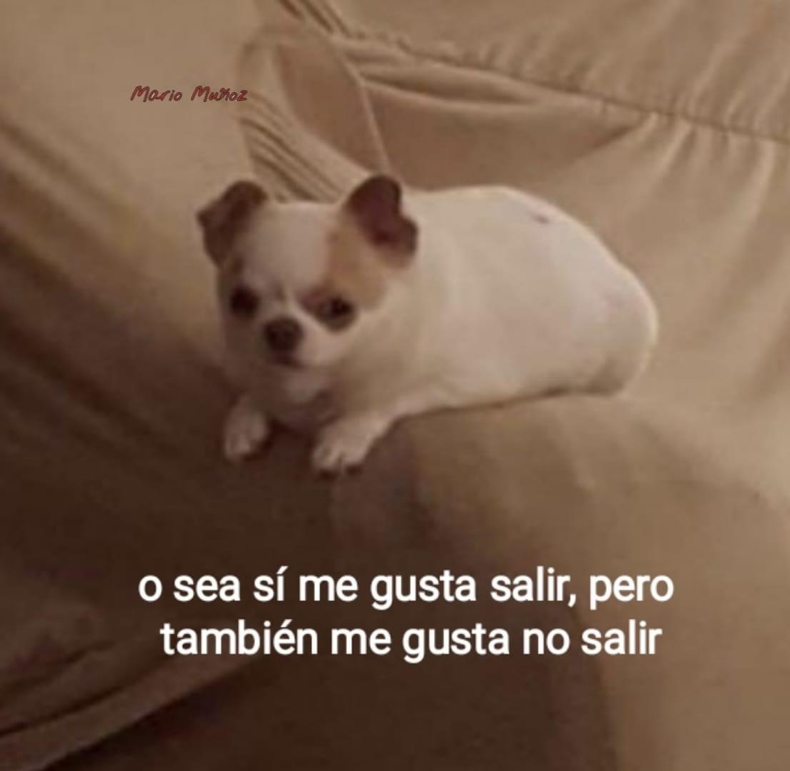 gatitos shitposting (@gatito_shitpost) on Twitter photo 