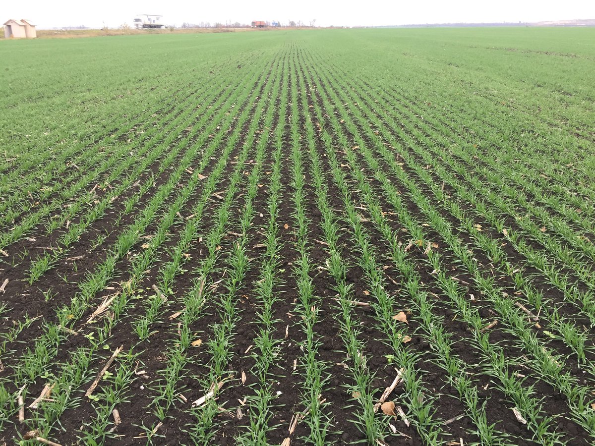 GreenSquareAC's tweet photo. Hearing some very downbeat comments on fall planting prospects in Ukraine due to lack of cash flow. Report on this and the wider ramifications out in the week. Subscribe https://t.co/SVCs1q7Ctn https://t.co/IGoiZtBlGf