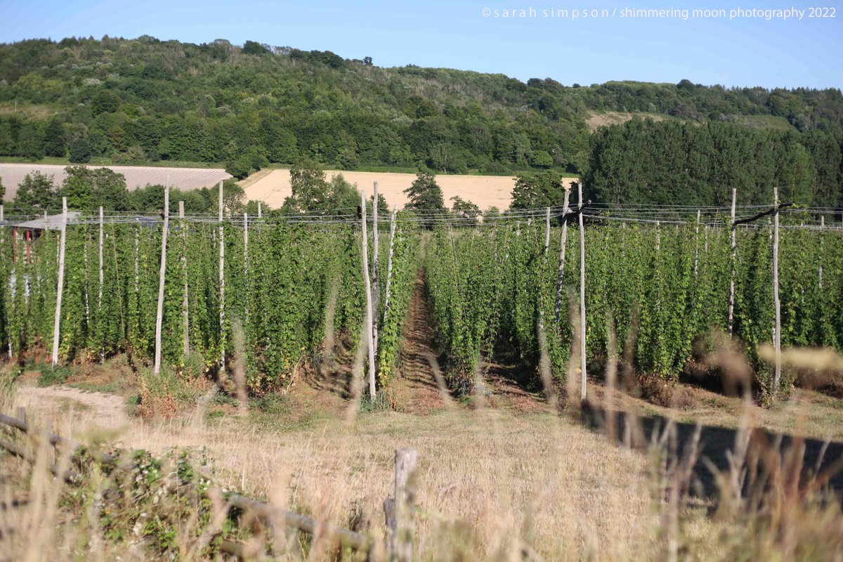 shimmeringmoon_'s tweet photo. The hops coming along....
#kentishhops #kentcountryide #kentproduce #darenthvalley https://t.co/bw3SONjqOF