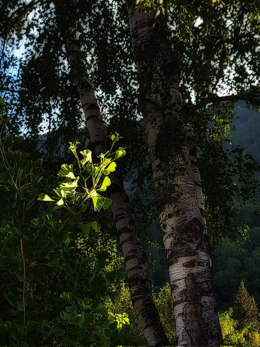 pandolfini's tweet photo. When the sun plays with the leaves of a sapling.

#photography #trees #woodland https://t.co/QWRL7zwRFp