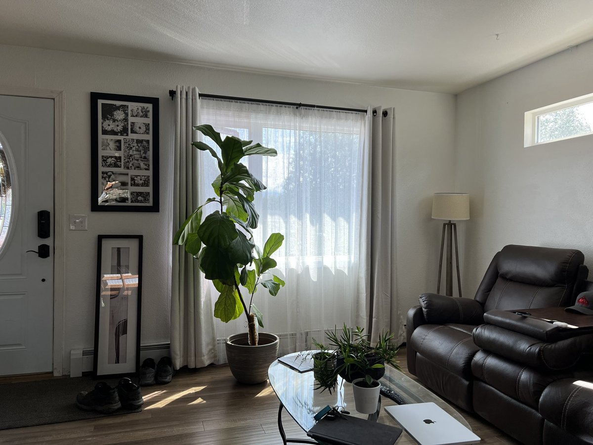 MorriganCora's tweet photo. I’m predicting she hits the ceiling by next year #fiddleleaf https://t.co/W9FlBeQiHJ