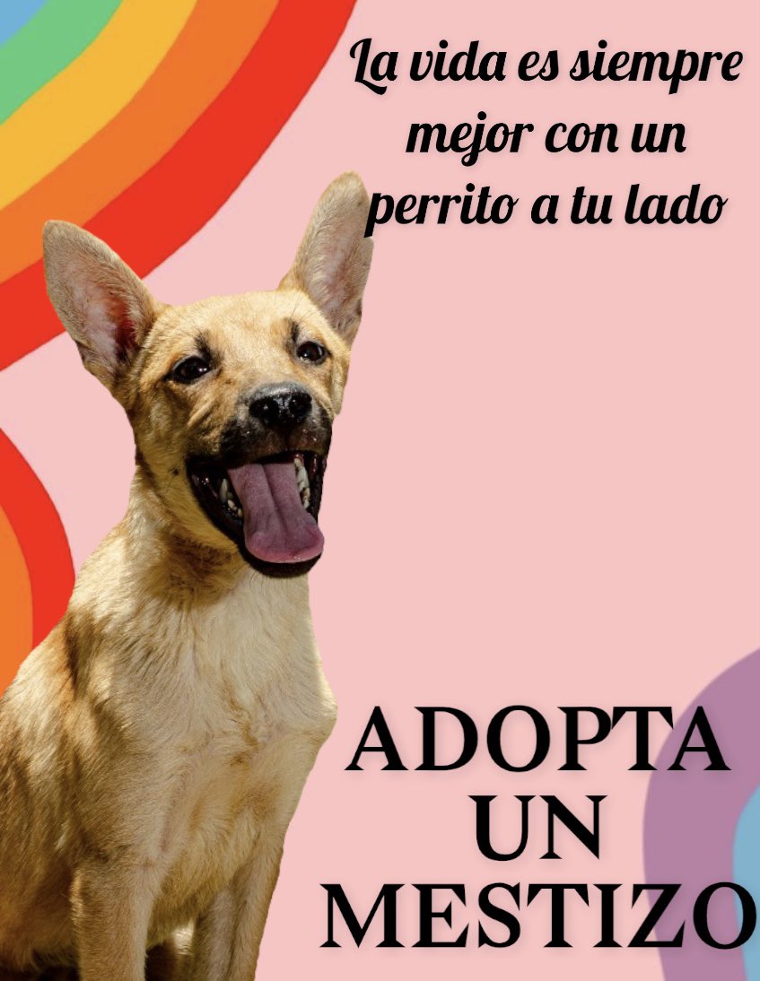 HELA_MORE's tweet photo. Luna sigue en adopción ✨🐶✨ https://t.co/DTS9ucrTyV