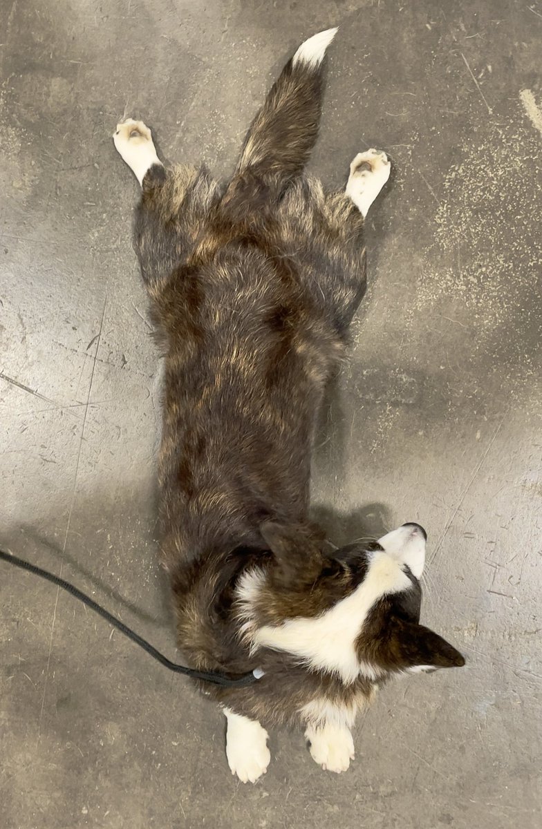 SmilingCorgi's tweet image. Pembrokes can do a four-point sploot but Cardigans can do a FIVE-point sploot!
#CorgiCrew