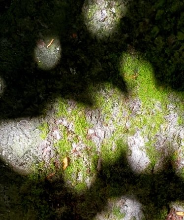 vickibastaart's tweet photo. I have found some fun shadow shapes this week. I'd love to hear about your experience hunting shadows!🕶😊🔎. More on IG
Link in bio.
#shadowspoetry #shadowhunters #treeshadows #lightandshadow  #shadow_trees #shadowcreatures #abstractphotography #positiveandnegativespace https://t.co/xxDxsOA9ke